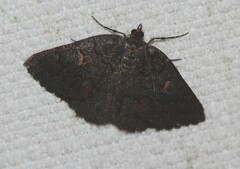 Apodasmia rufonigraria