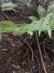 Gymnosphaera podophylla