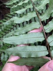 Gymnosphaera podophylla