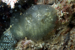Aplousobranchia