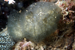 Aplousobranchia