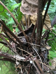 Gymnosphaera podophylla