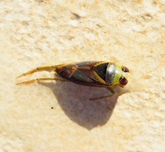 Notonecta maculata