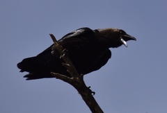 Corvus ruficollis