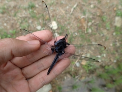 Orthetrum melania melania