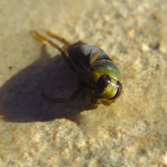 Notonecta maculata