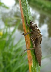 Gomphus