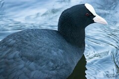 Fulica atra
