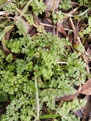 Anthriscus caucalis