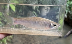 Rasbora elegans