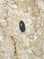Pseudomorphini