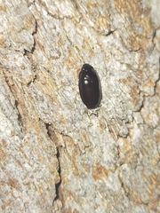 Pseudomorphini