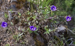 Campanula feijoana