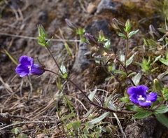 Campanula feijoana
