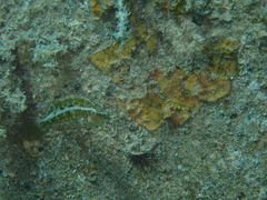 Pteragogus trispilus