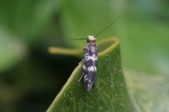 Infurcitinea teriolella