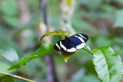 Heliconius eleuchia