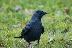 Corvus monedula