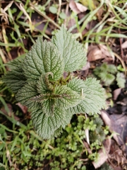 Lamium album