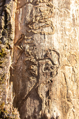 Agrilus planipennis