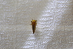 Batracomorphus