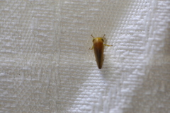 Batracomorphus
