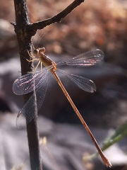 Lestes viridulus