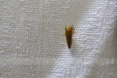 Batracomorphus