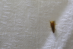 Batracomorphus
