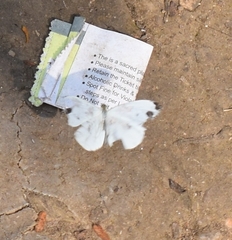 Leptosia nina