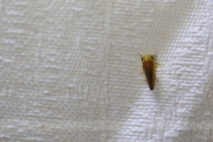 Batracomorphus