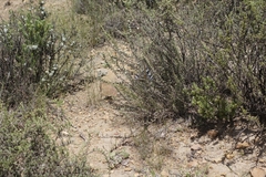 Palpares speciosus