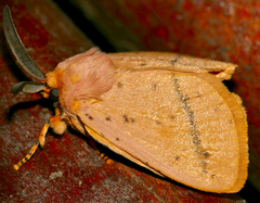 Chrysopoloma restricta