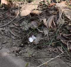 Leptosia nina