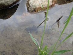 Cynops pyrrhogaster
