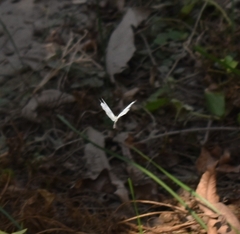 Leptosia nina