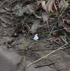 Leptosia nina