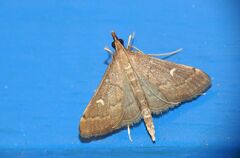 Dolicharthria punctalis