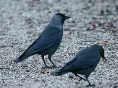 Corvus monedula