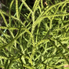 Lycopodium deuterodensum