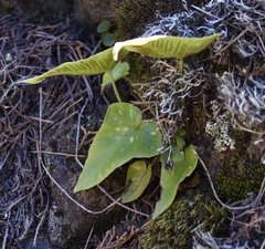 Asplenium hemionitis