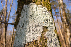 Punctelia missouriensis