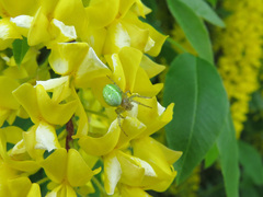 Araniella cucurbitina