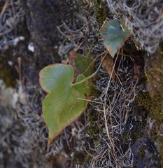 Asplenium hemionitis
