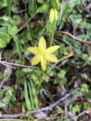 Bulbine vagans
