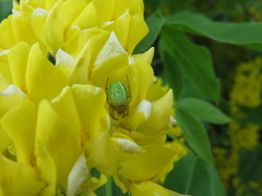 Araniella cucurbitina