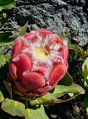 Protea grandiceps