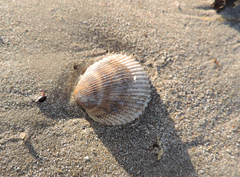 Dallocardia muricata