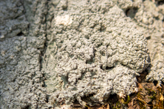 Punctelia missouriensis