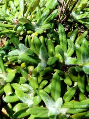 Oldenburgia paradoxa